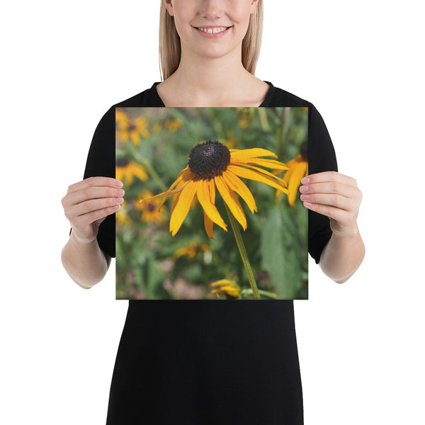 Black-Eyed Susan Canvas - Photo by Alex Osborn